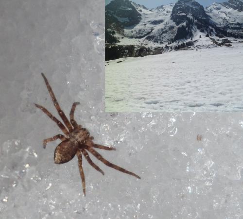 Philodromus sp.