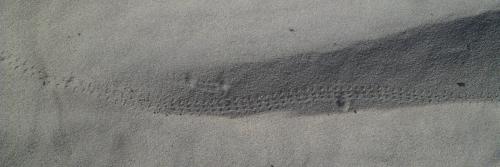 Pimelia payraudi