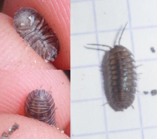 Armadillidium nasatum