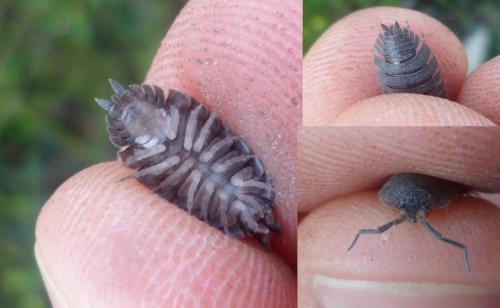Porcellio scaber