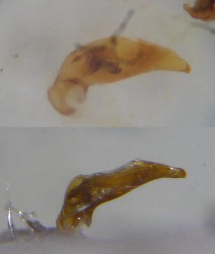 Asaphidion flavipes