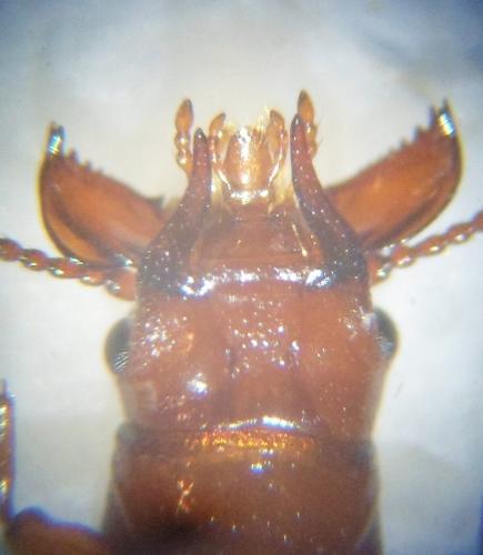 Réf. 134 112 : Prostomis mandibularis