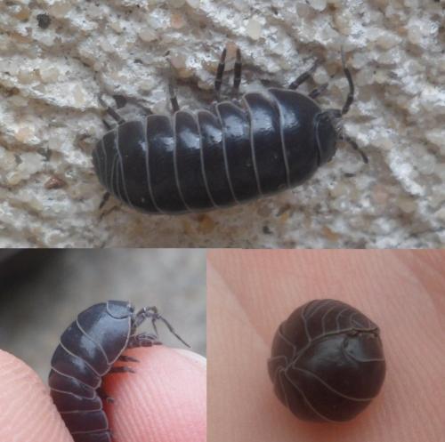 Armadillidium vulgare