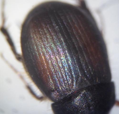 Réf. 134 071 : Omaloplia ruricola
