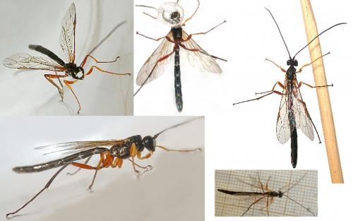 Rhyssella obliterata