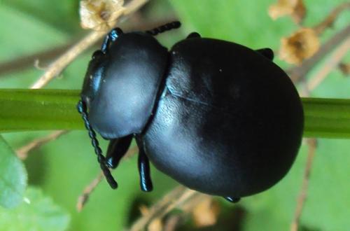 Timarcha tenebricosa