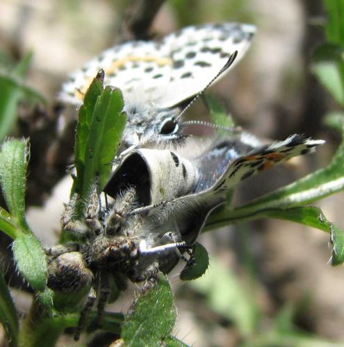 Scolitantides orion