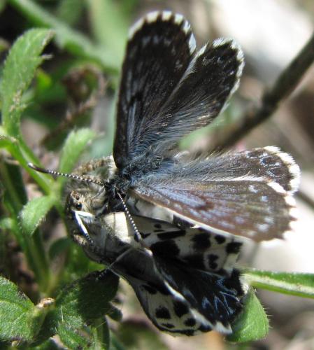 Scolitantides orion
