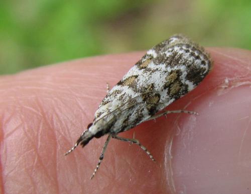 Réf. 134 255 : Scoparia pyralella