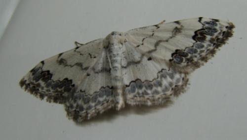 Réf. 134 265 : Scopula decorata