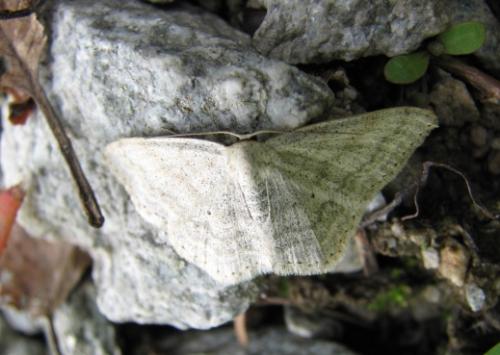 Réf. 134 224 : Scopula incanata