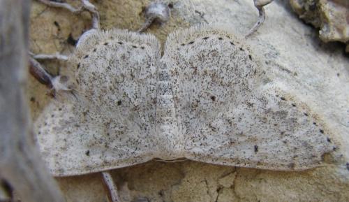 Scopula marginepunctata