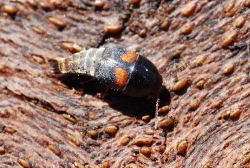 Réf. 134 364 : Sepedophilus bipustulatus