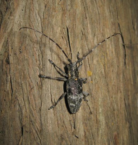 Réf. 134 713 : Monochamus galloprovincialis