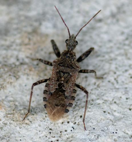Coranus griseus