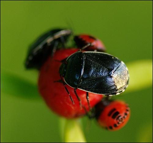 Canthophorus melanopterus