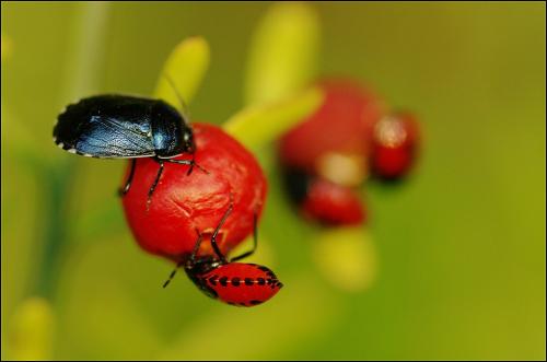 Canthophorus melanopterus
