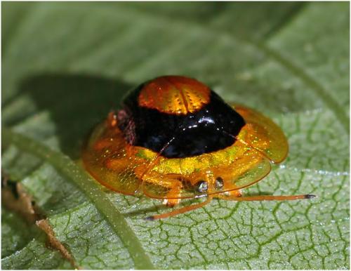 Charidotella sp.