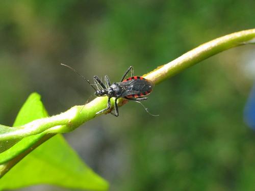 Réf. 134 096 : Sphedanolestes sanguineus
