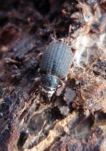 Réf. 134 895 : Strophosoma melanogrammum