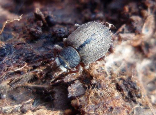 Réf. 134 896 : Strophosoma melanogrammum