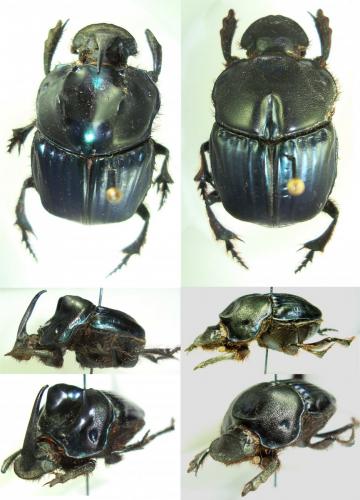 Réf. 134 833 : Sulcophanaeus batesi