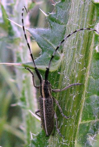 Réf. 134 473 : Agapanthia suturalis