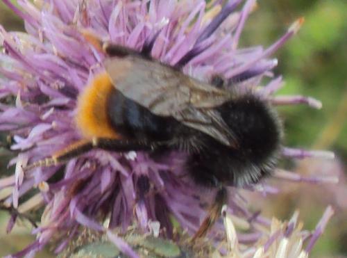 Bombus sp.