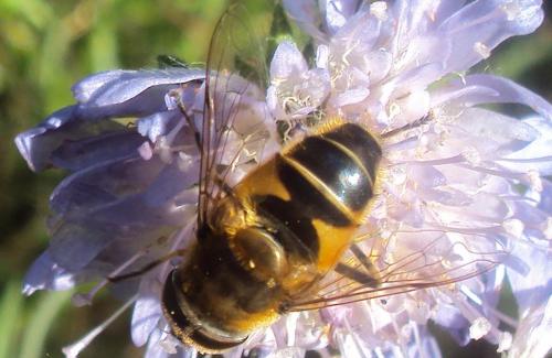 Eristalis similis