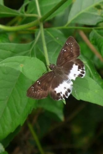 Tagiades sp.
