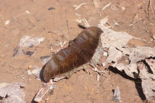 Tanaecia cocytus