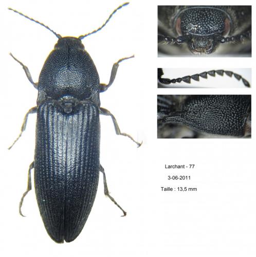 Melanotus punctolineatus
