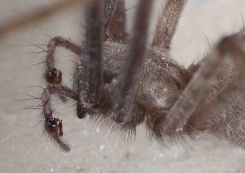 Tegenaria parietina