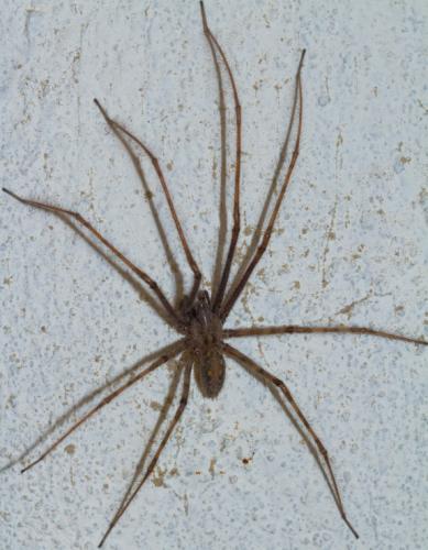 Tegenaria parietina