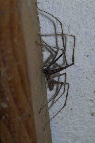 Tegenaria parietina