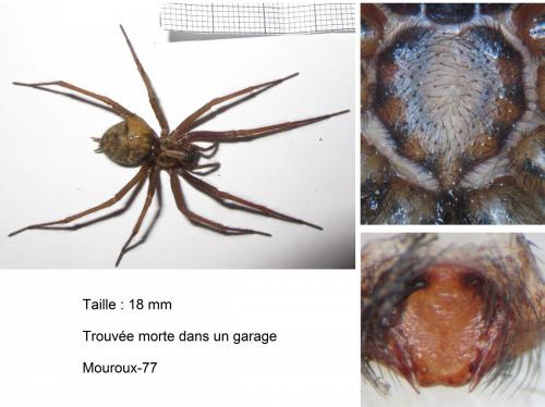 Réf. 134 320 : Tegenaria sp.