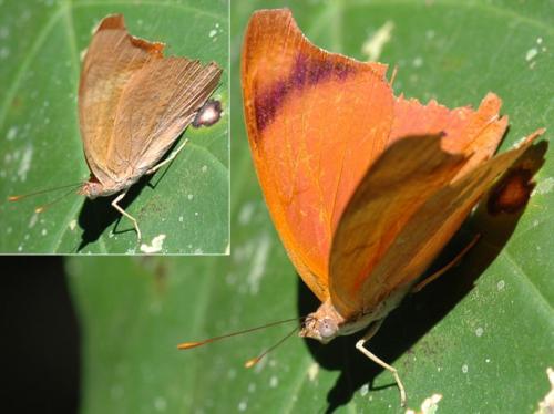 Temenis laothoe