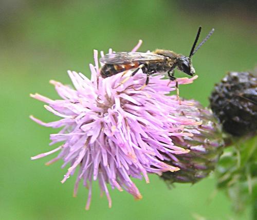 Lasioglossum sp.