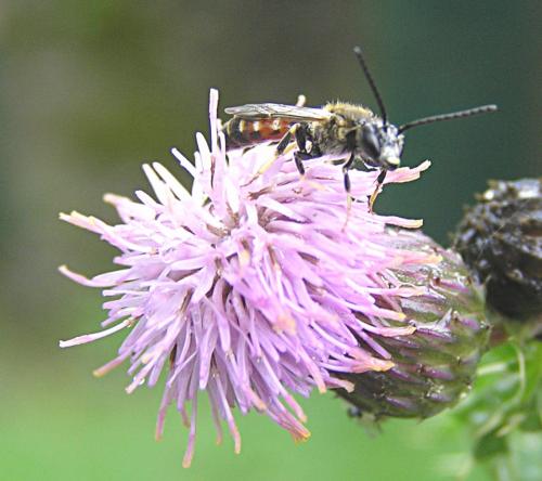 Lasioglossum sp.