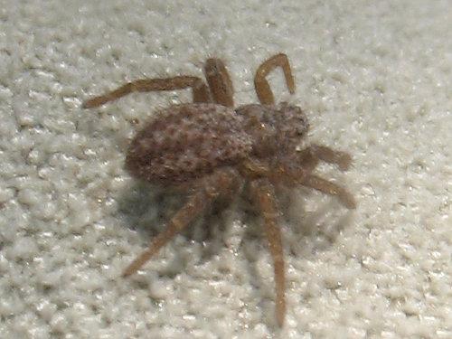 Thanatus sp.
