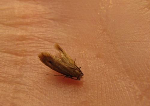 Réf. 134 195 : Tinea pellionella