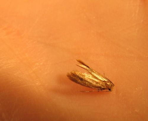 Tinea pellionella
