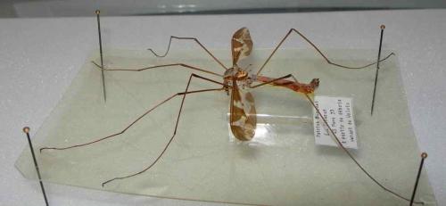 Etalage sp.