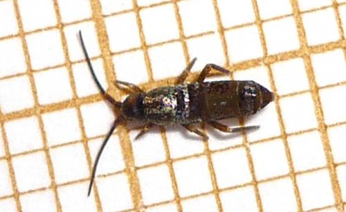 Tomocerus minor