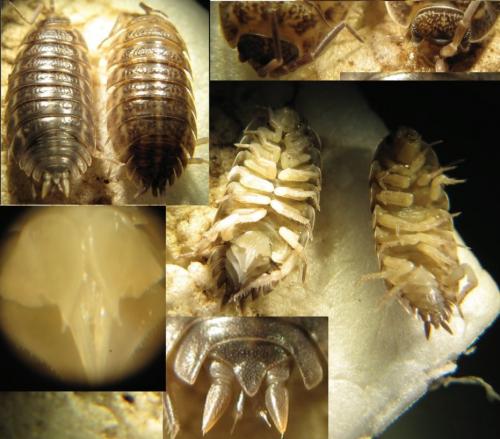Réf. 134 985 : Trachelipus rathkii