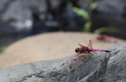 Réf. 134 295 : Trithemis annulata
