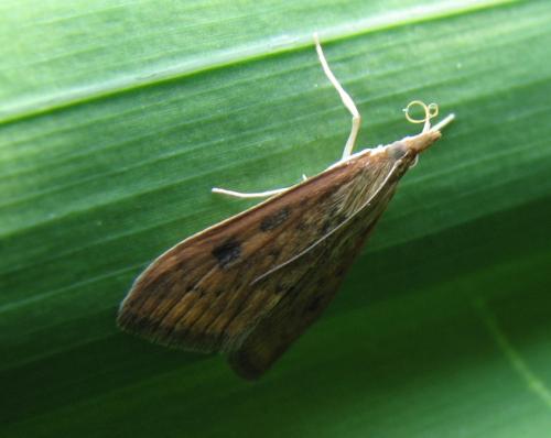 Réf. 134 191 : Udea ferrugalis