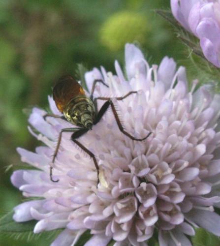 Empis tessellata