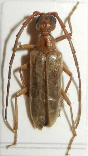 Vesperus joanivivesi