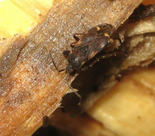 Réf. 134 710 : Eremocoris sp.